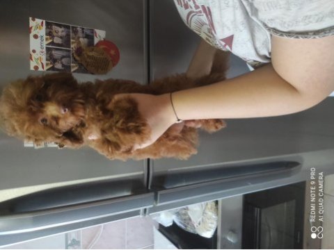 Altı aylık iki dişi kore poodle