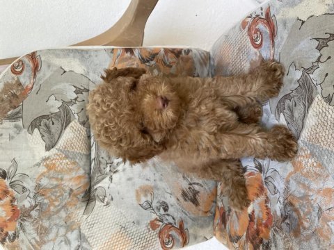 Sevgi dolu poodle köpeğimize yeni yuva arıyoruz