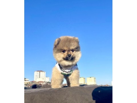 Ayı surat pomeranian boo yavrular