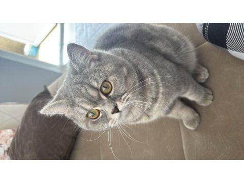 Çiftleştirme ilanı 1 yaşında british shorthair