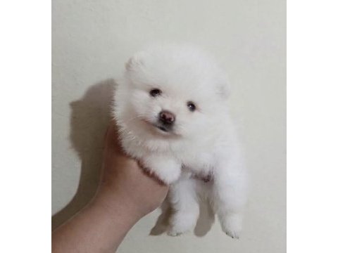 Teacup kar beyaz pomeranian boo dişi prensesim
