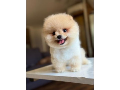Orjinal tatlı pomeranian boo köpeğimiz