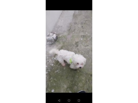 Efsane dişi köpeğimiz