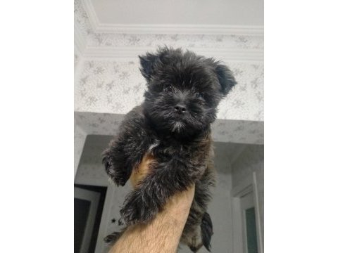 Terrier kızımızı sahiplendireceğiz