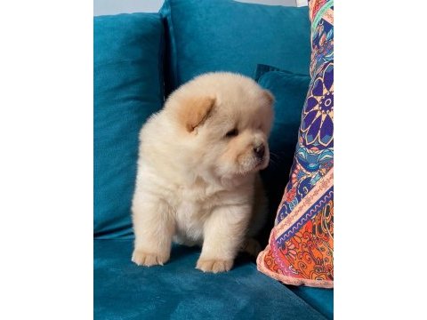 A kalite panda surat chow chow çin aslanı