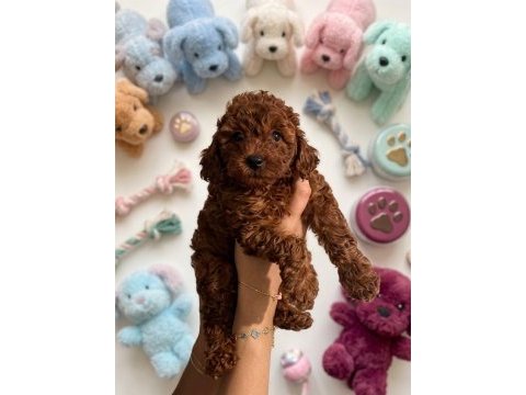 Kurabiye tadında harika poodle bebekler
