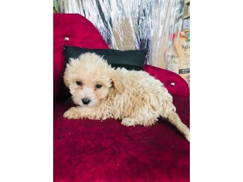 Maltipoo çocuklarıma yuva arıyorum