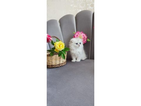 Scottish fold yavrumuz