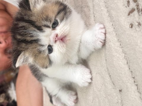 Exotic shorthair yavrular