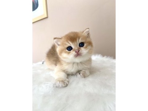 Erkek golden british shorthair yavruları