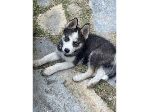 3 aylık safkan erkek husky