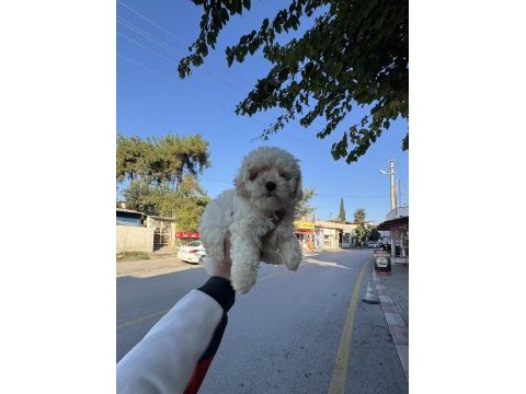 Üst kalite aşılı dişi maltipoo yavrumuz