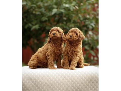 Minnoş poodle yavrular