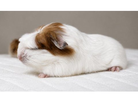 Safkan coronet ginepig yavrular