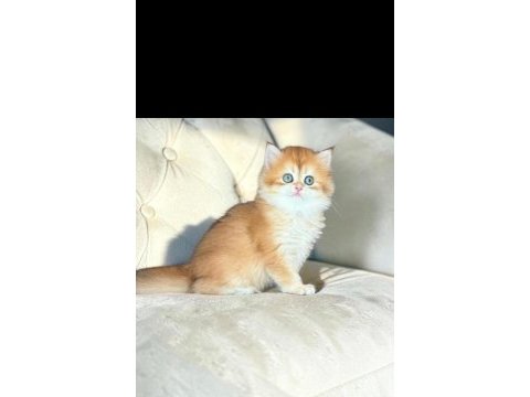 Safkan british longhair kediler
