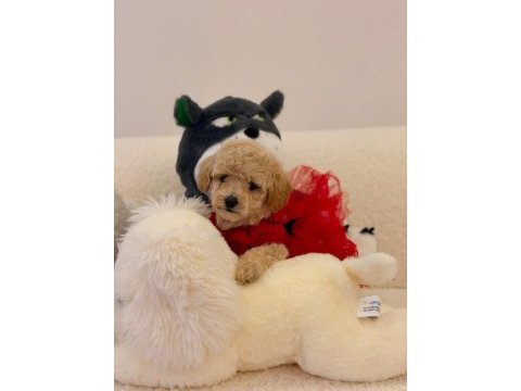 Yavru maltipoo bebeklerimiz