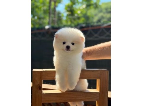 Sağlık ve ırk garantili pomeranian köpeği