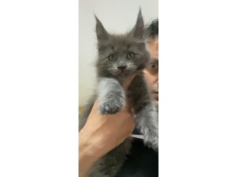 Xxl yurt dışı üst kalite erkek kediler