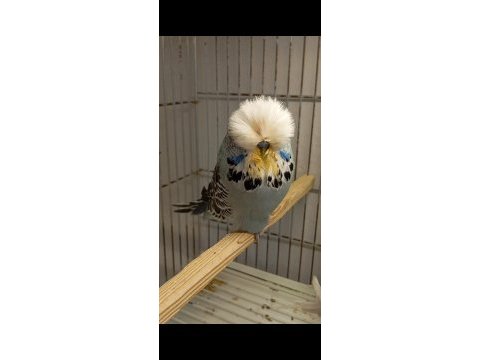 Show jumbo muhabbet kuşu