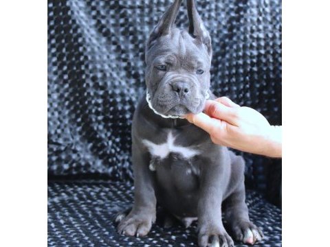 Fcı-kıf secereli safkan cane corso köpekler