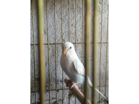 Yavru muhabbet kuşu