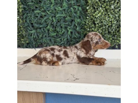 Dapple merle mini dachshund longhair