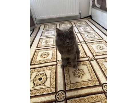 Yetişkin kısır dişi british longhair