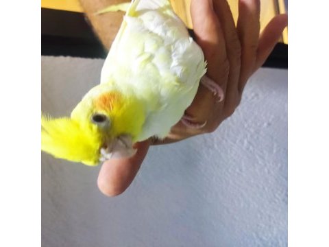 Yavru sultan papağanı