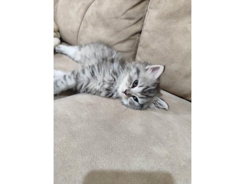 2 aylık british longhair erkek dünya tatlısı