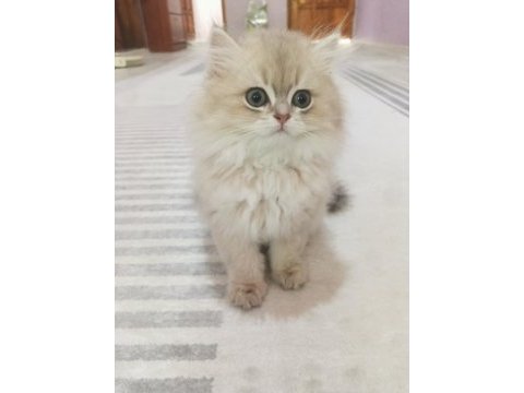 Saf kan british longhair blue golden yavrular