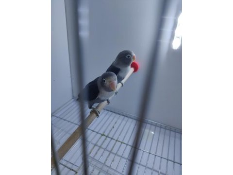 Renk güzelleri muhabbet kuşu ve cennet papağanı