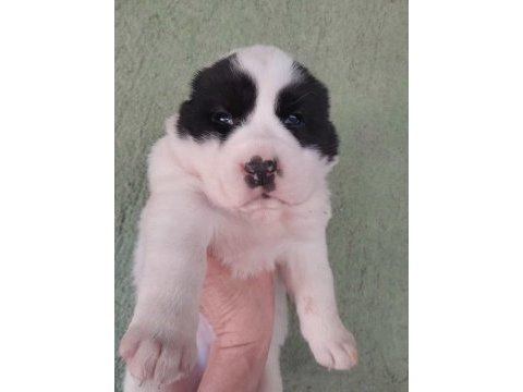 Alabay köpeği yavrularım