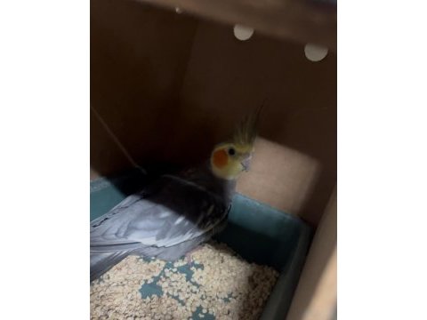 Sağlam yavrularını aldığım sultan papağanı çiftler