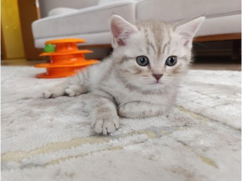 Erkek british 2 aylık