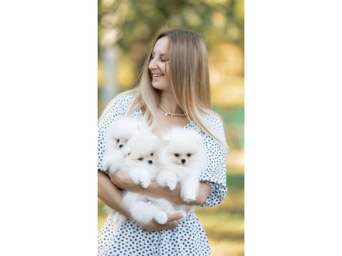 Mersin yavru pomeranian