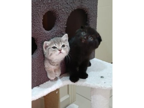 British shorthair saf ırk yavrular