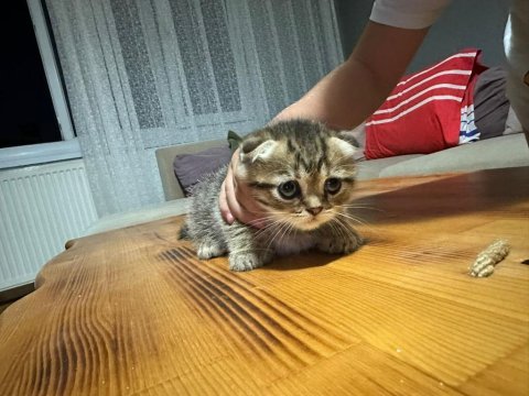 Sağlık garantili scottish fold