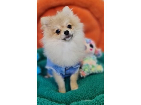 Şecereli teacup pomeranian yavrularımız