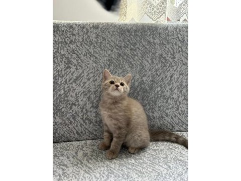 British shorthair yavrularımıza yeni yuva arıyoruz