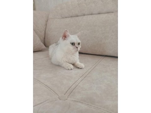 British shorthair