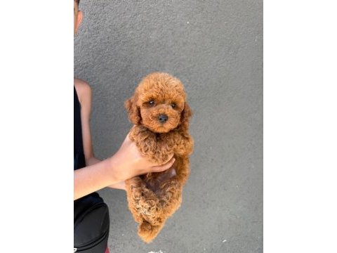 Kore teacup poodle