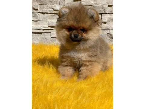Antalya pomeranian boo