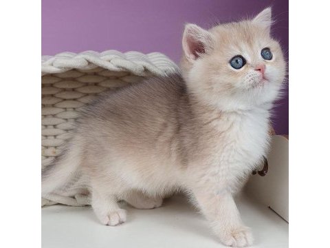 British shorthair golden yavru safkan