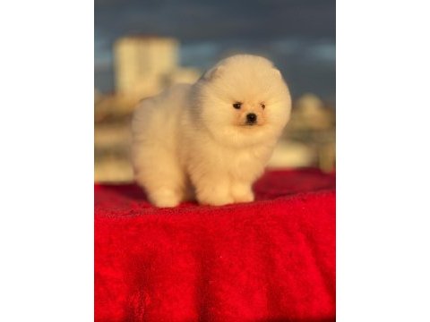 Pomeranian boo yavrular