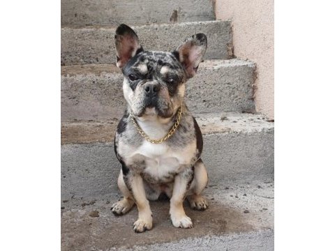 French bulldog dişi