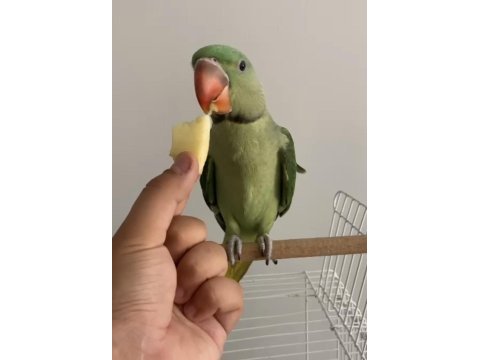 3 aylık full+full evcil alexander erkek bebek
