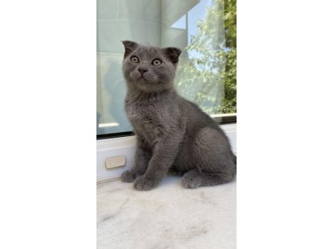Gri kırık kulak yavru kedimiz