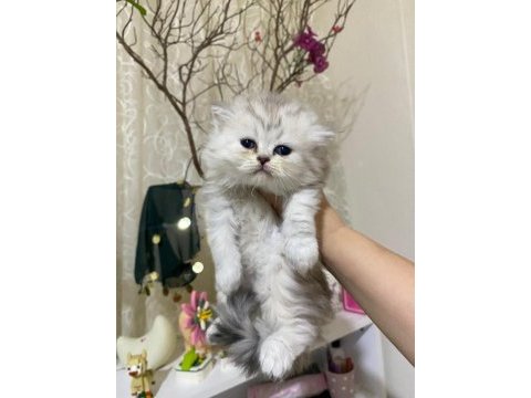Çekirdek ailesine bir can kedi katmak isteyenler burada mı