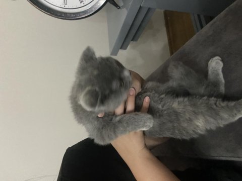 Scottish fold kedisi