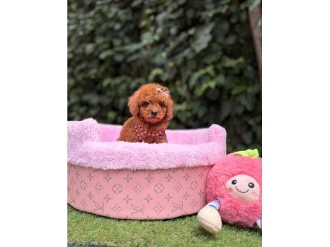 Orjinal toy poodle yavruları 